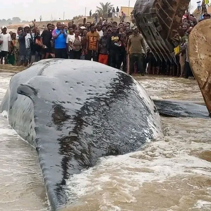 Illustration 3 - Kongo Central : Jean-Pierre Bemba dépêché à Muanda après l'échouement d'une baleine