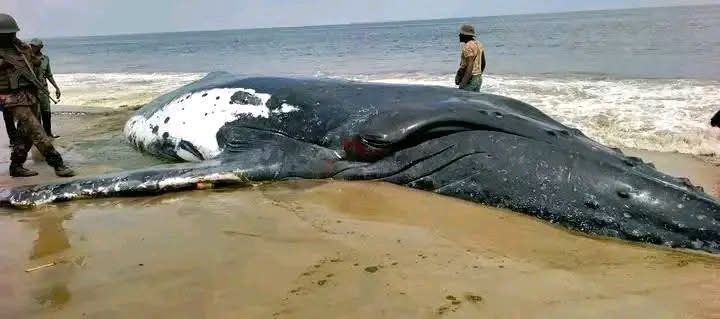 Illustration 2 - Muanda : Alerte sanitaire après l'échouage d'une baleine de 10 tonnes, l'ICCN ordonne l'inhumation