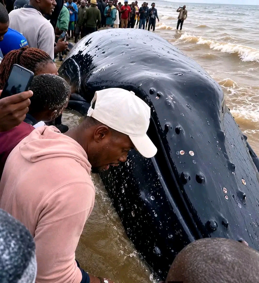 Illustration 2 - Kongo Central : Jean-Pierre Bemba dépêché à Muanda après l'échouement d'une baleine