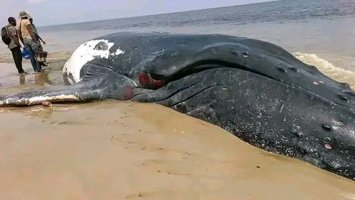 Illustration 3 - Muanda : Alerte sanitaire après l'échouage d'une baleine de 10 tonnes, l'ICCN ordonne l'inhumation